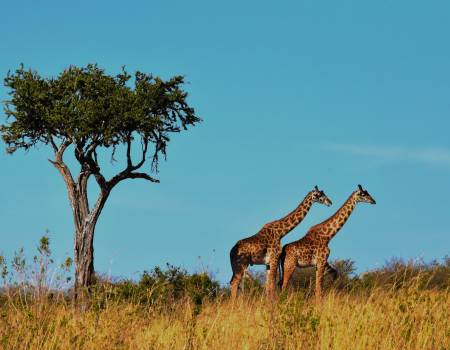 Untitled design (79)